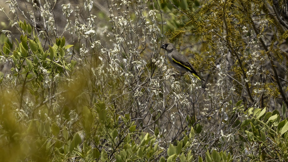 Somali Grosbeak - ML635967676