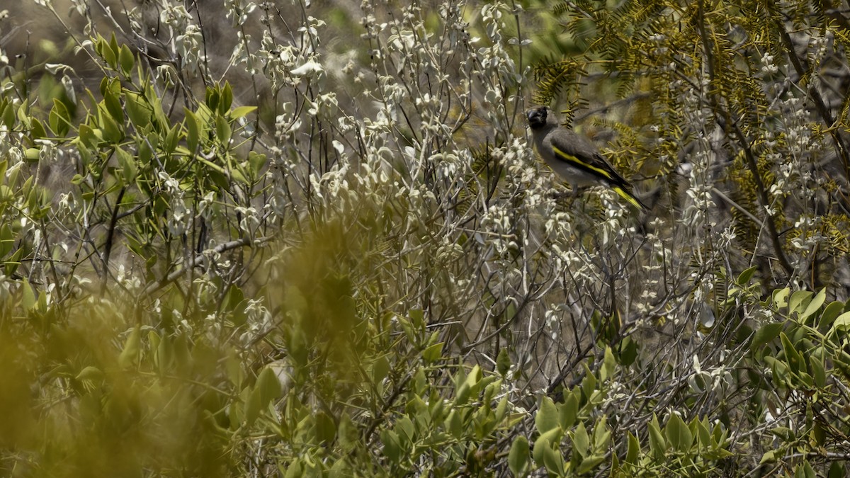 Somali Grosbeak - ML635967680