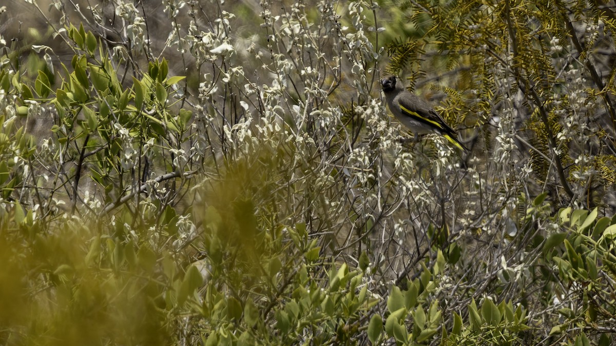 Somali Grosbeak - ML635967681
