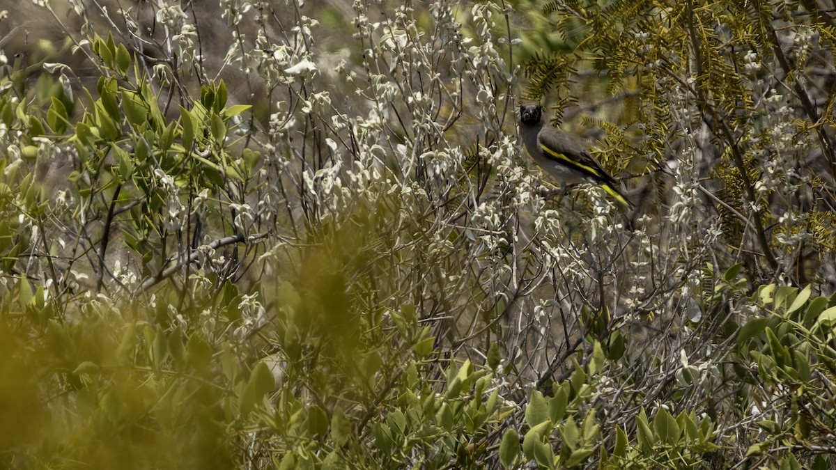 Somali Grosbeak - ML635967683
