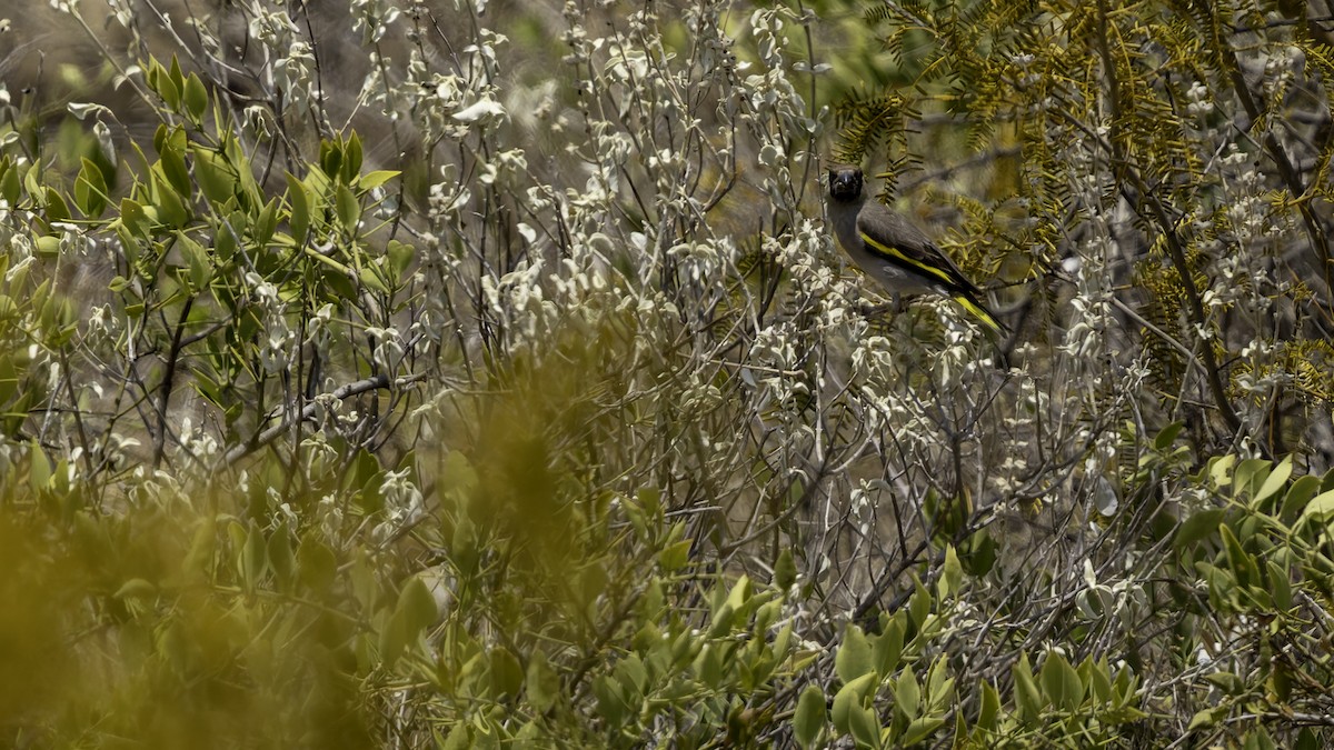 Somali Grosbeak - ML635967684