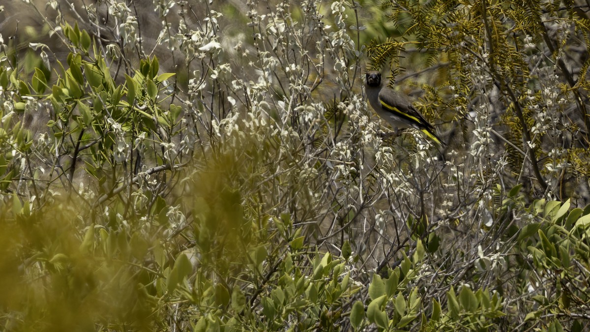 Somali Grosbeak - ML635967685