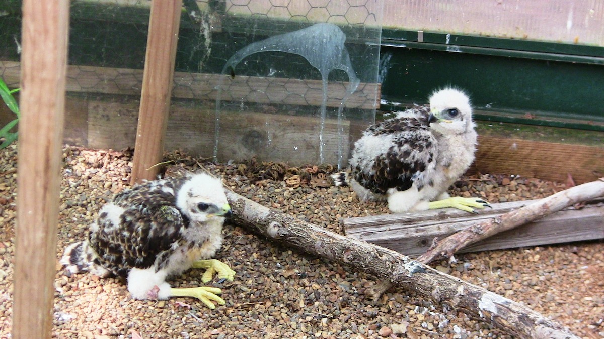 Red-tailed Hawk - ML635967761