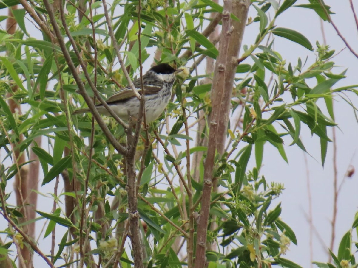 ズグロアメリカムシクイ - ML635967763