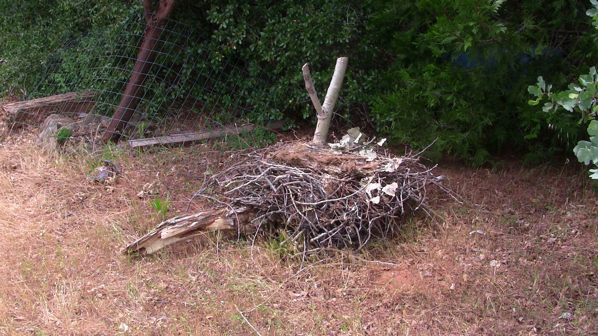 Red-tailed Hawk - ML635967781