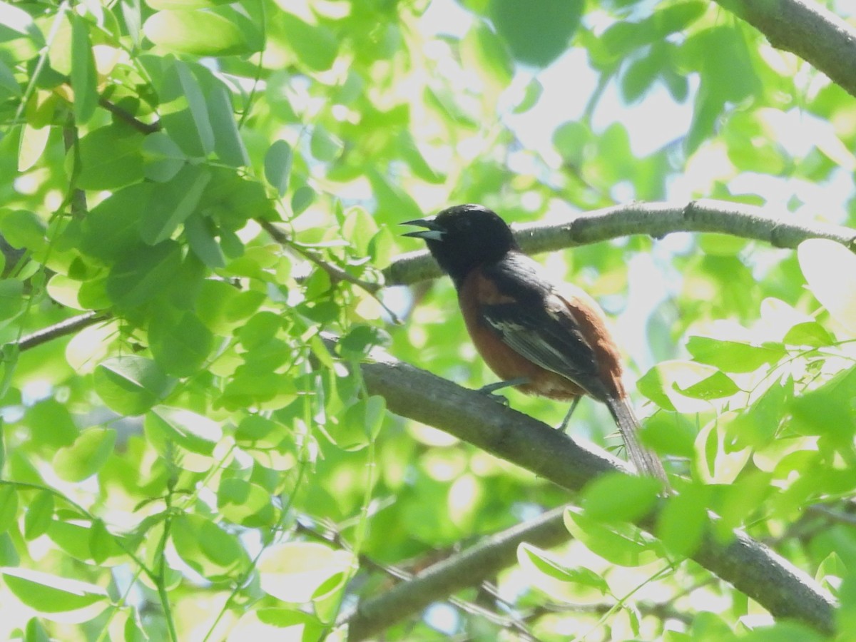 Orchard Oriole - ML635967811