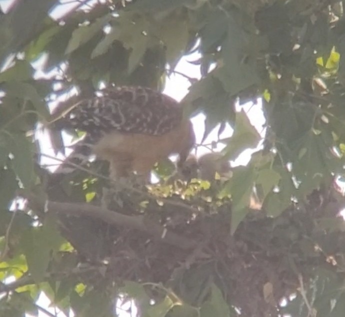 Red-shouldered Hawk (elegans) - ML635967817