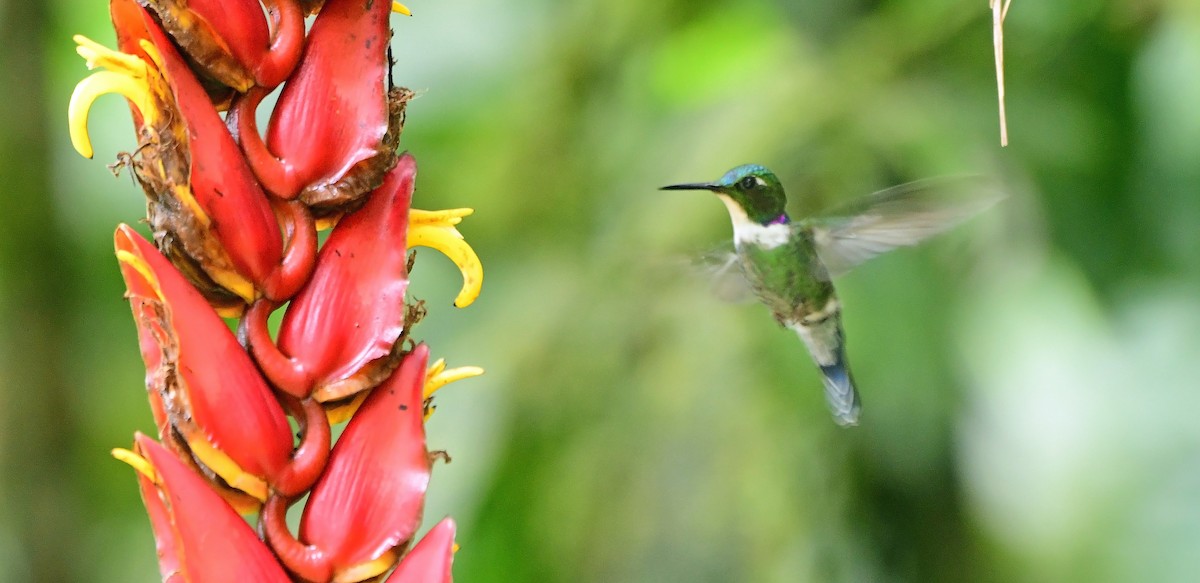 White-throated Daggerbill - ML635967968