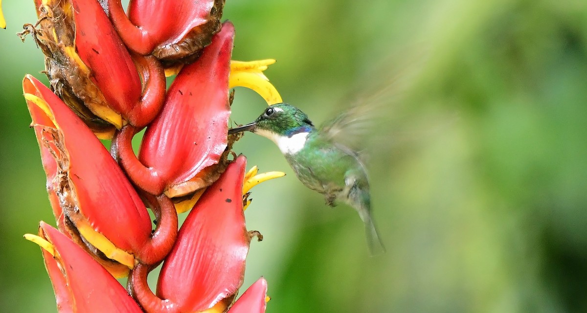 White-throated Daggerbill - ML635967976