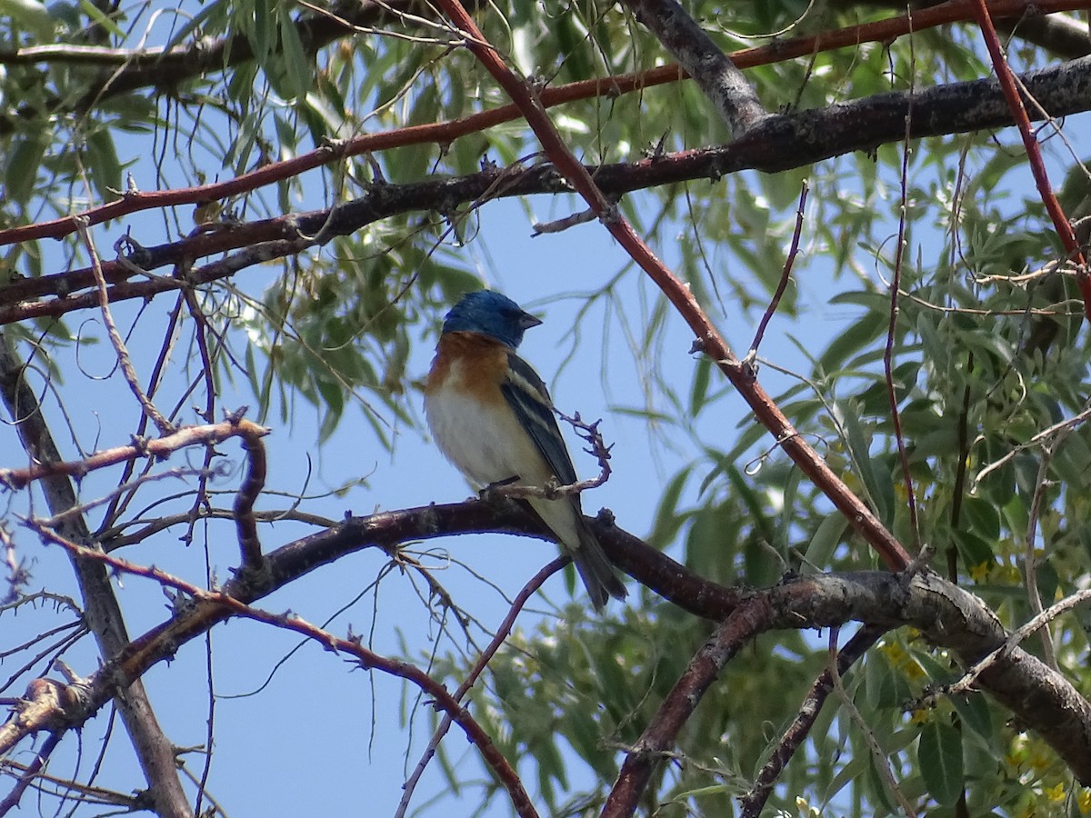 Lazuli Bunting - ML635967979