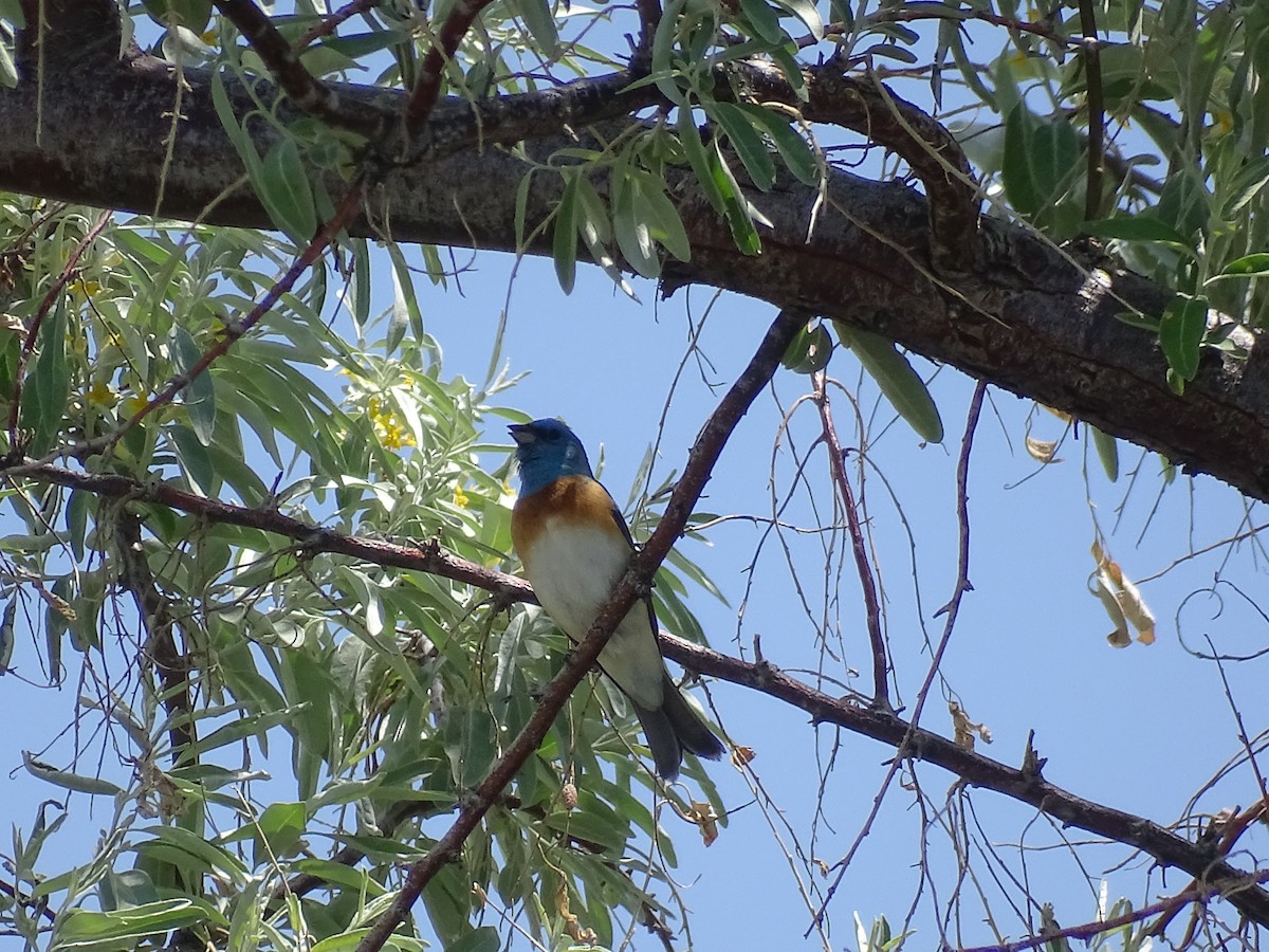 Lazuli Bunting - ML635967994