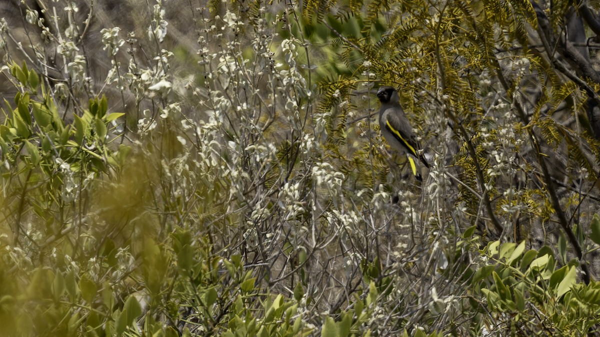 Somali Grosbeak - ML635968055