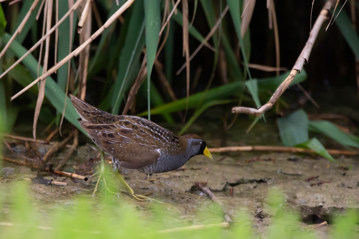 Sora uroilanda - ML635968091