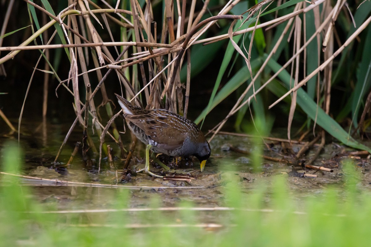Sora uroilanda - ML635968093