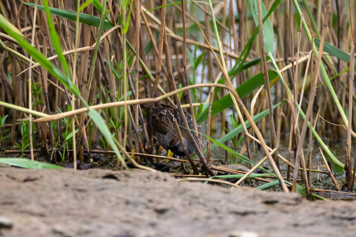 Sora uroilanda - ML635968094