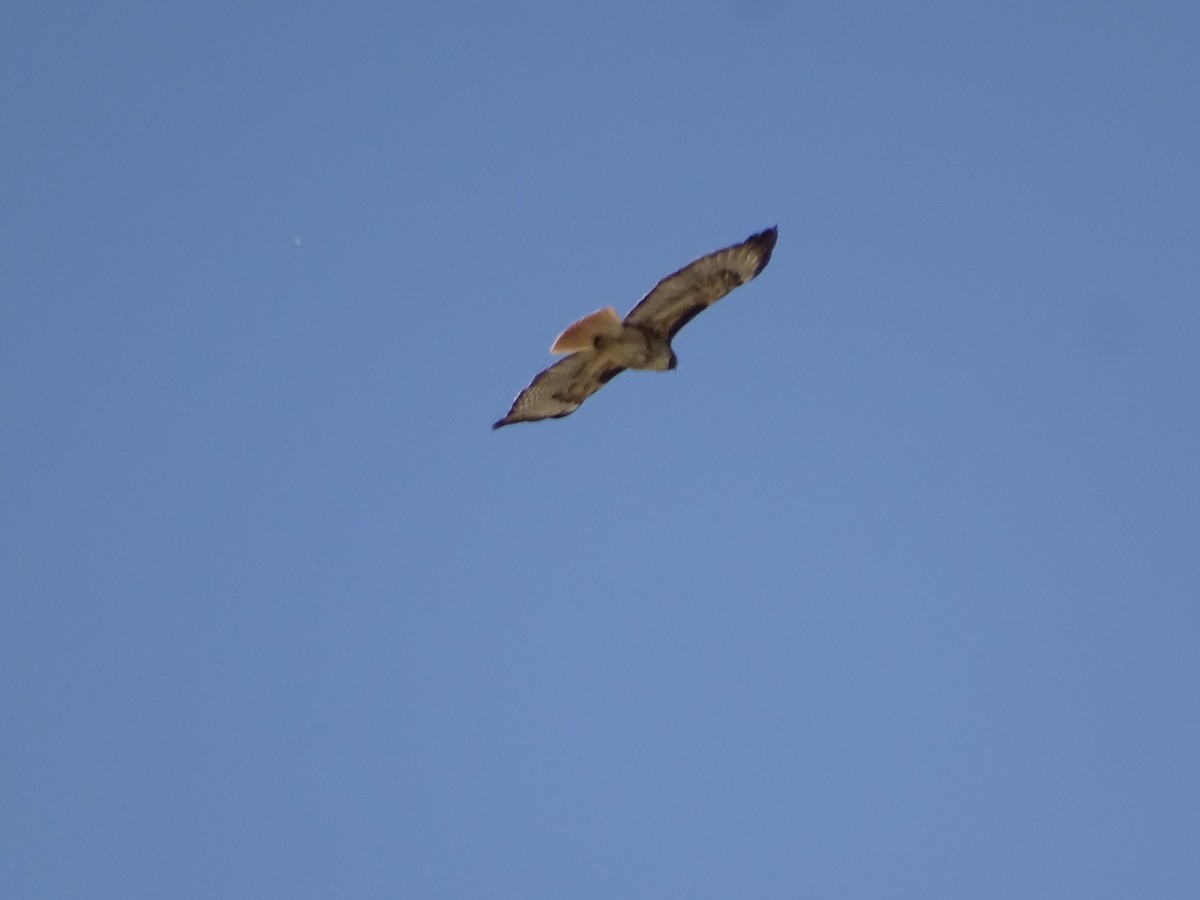 Red-tailed Hawk - ML635968111