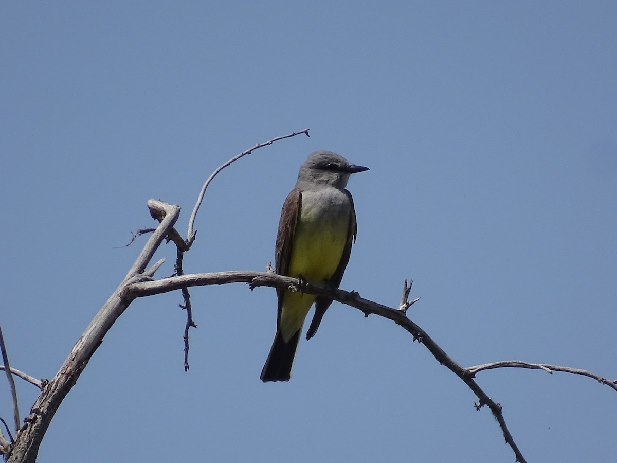 Western Kingbird - ML635968125
