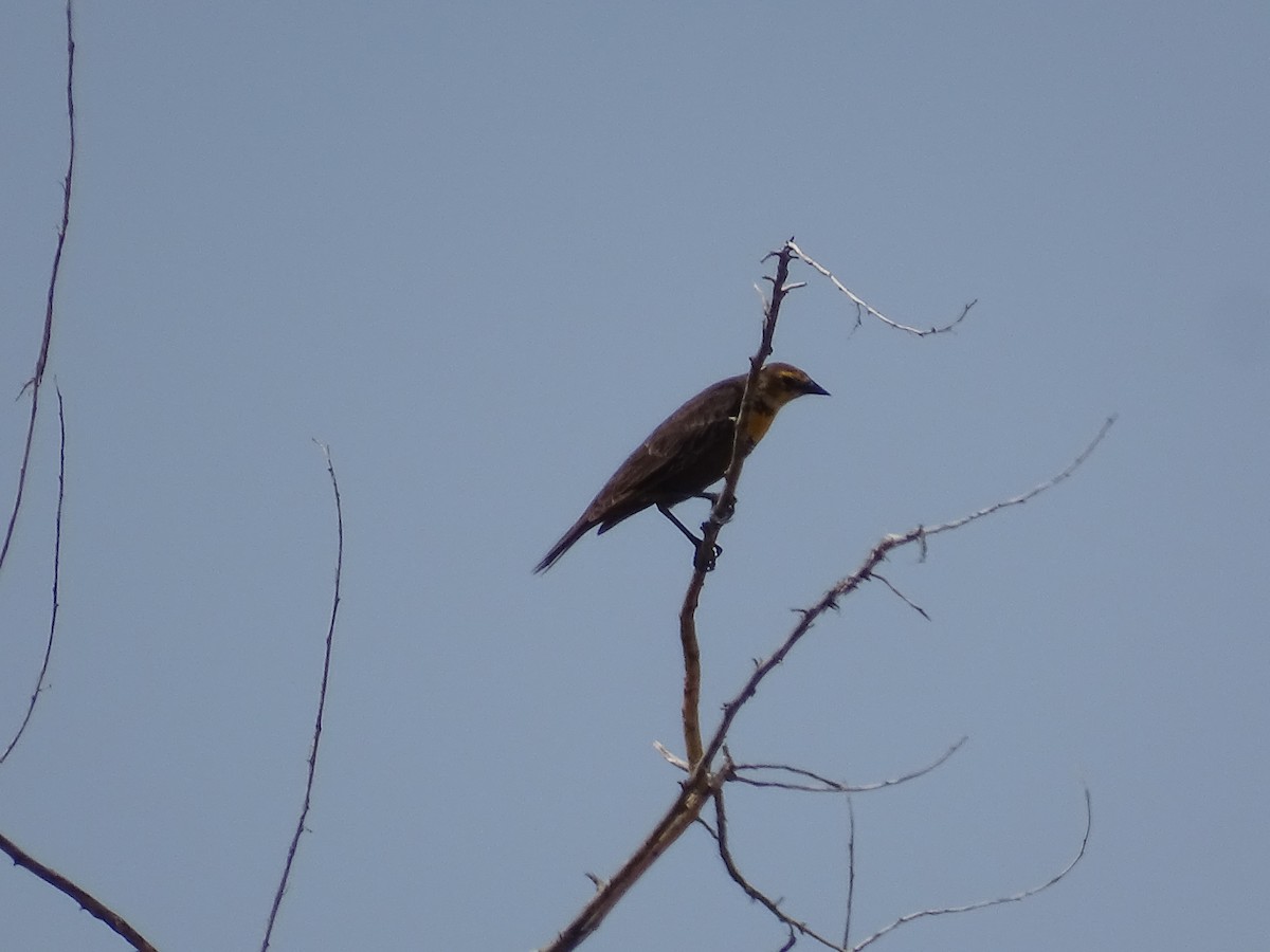 Yellow-headed Blackbird - ML635968155