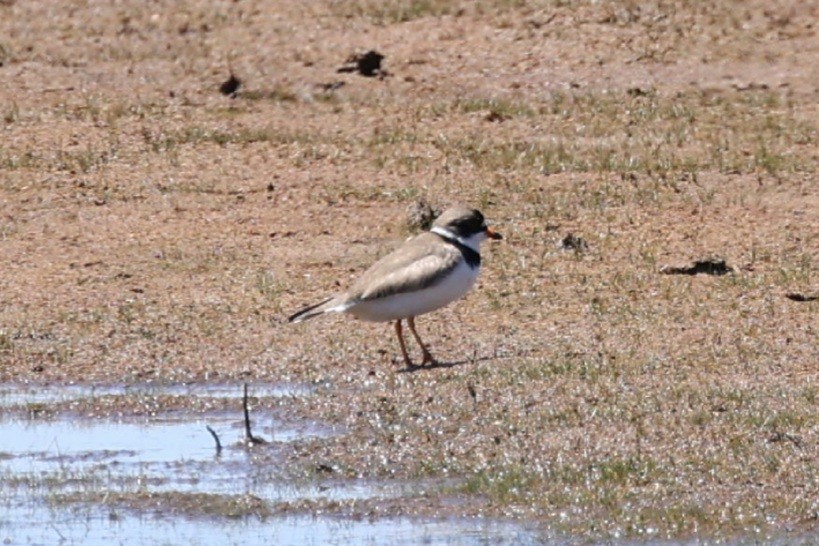Semipalmated Plover - ML635968156