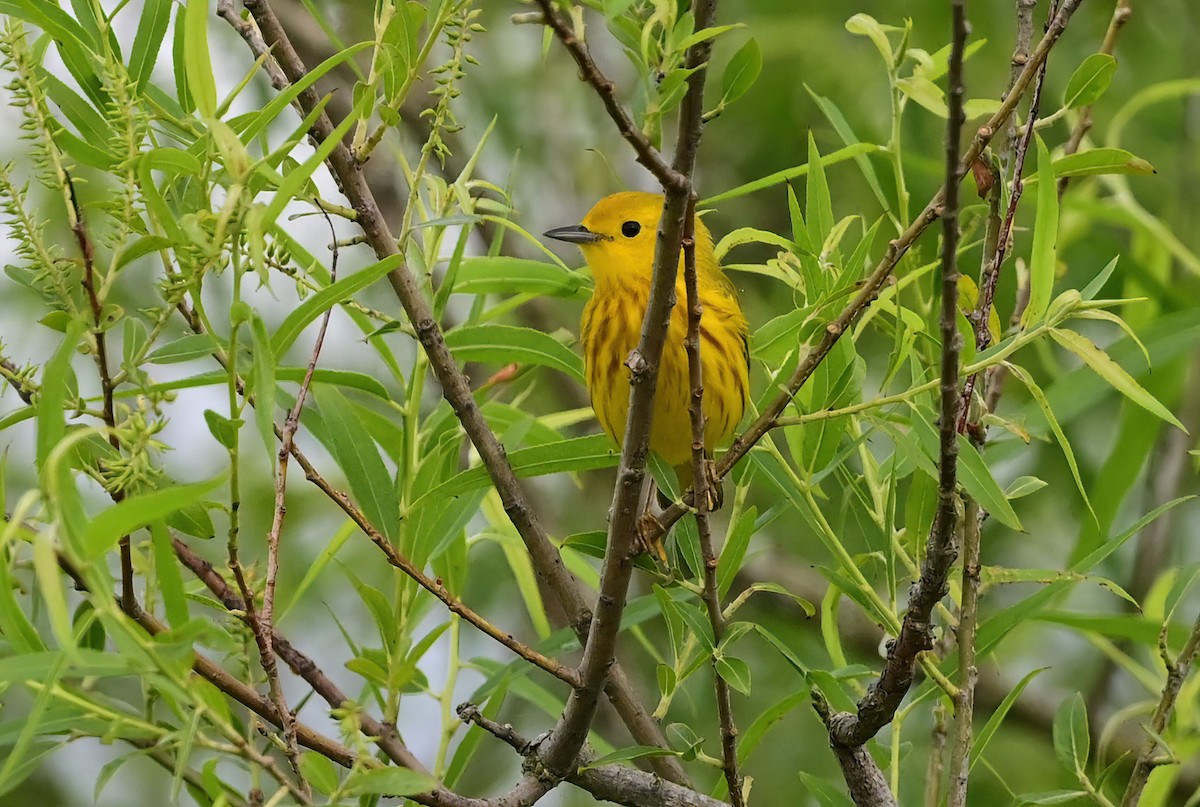 Paruline jaune - ML635968163