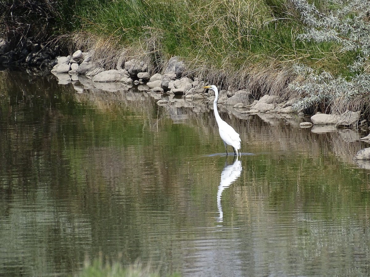 Great Egret - ML635968166