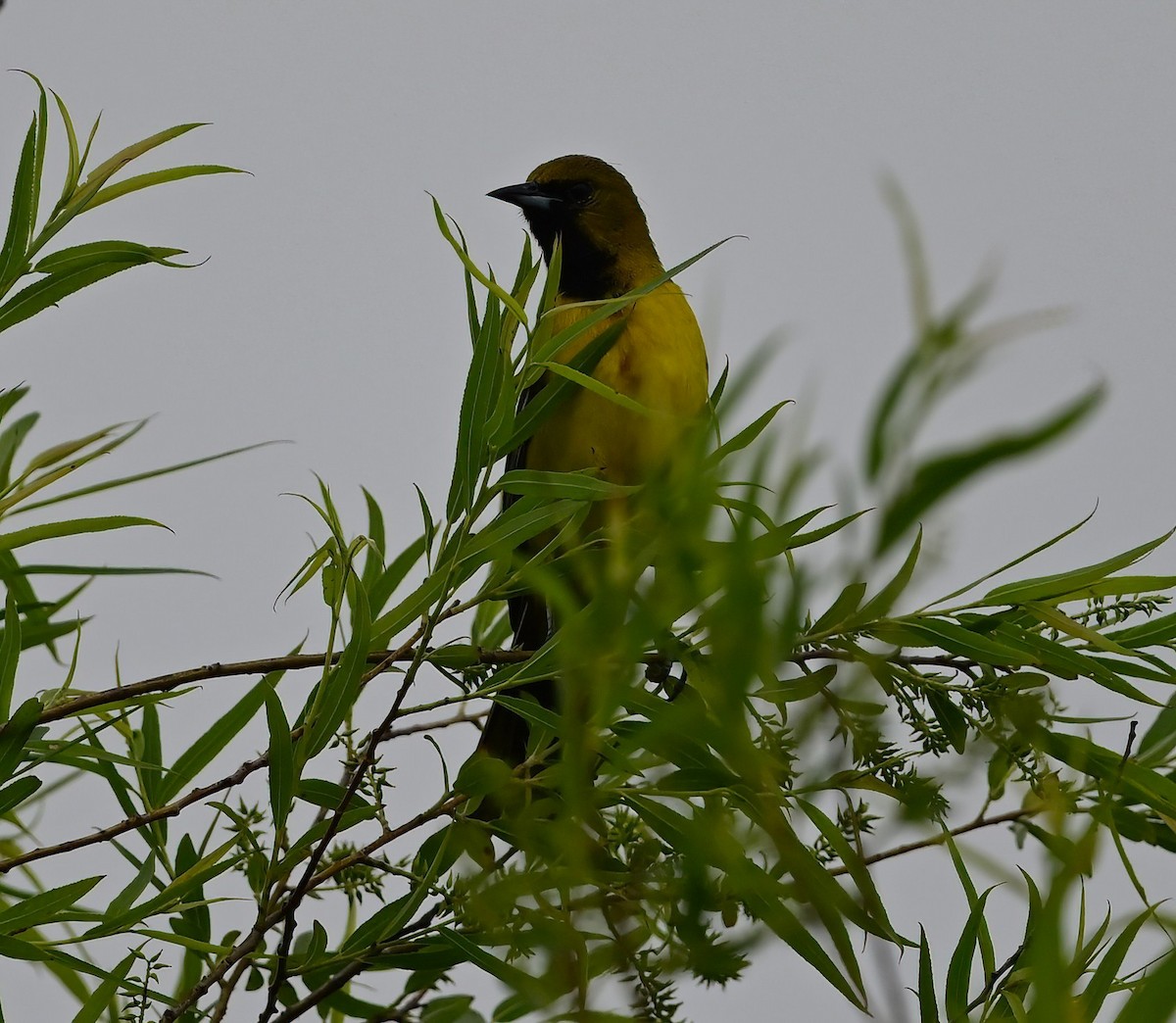 Oriole des vergers - ML635968181