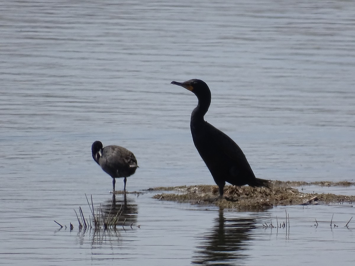 Double-crested Cormorant - ML635968193