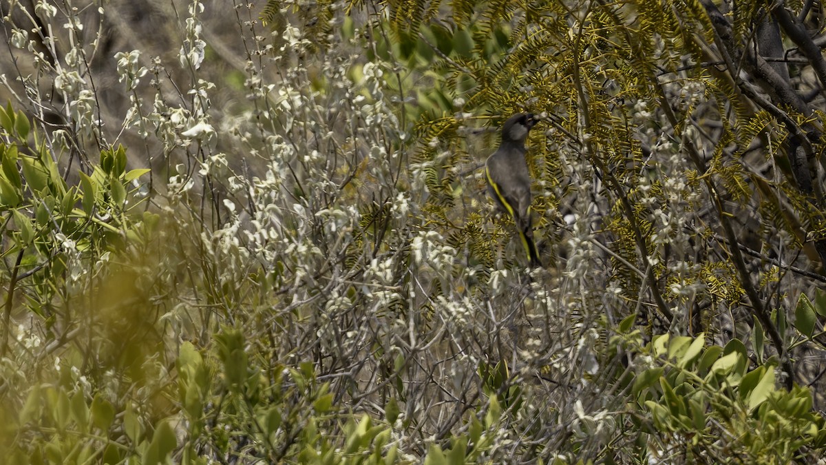 Somali Grosbeak - ML635968196