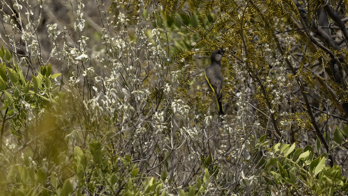 Somali Grosbeak - ML635968198