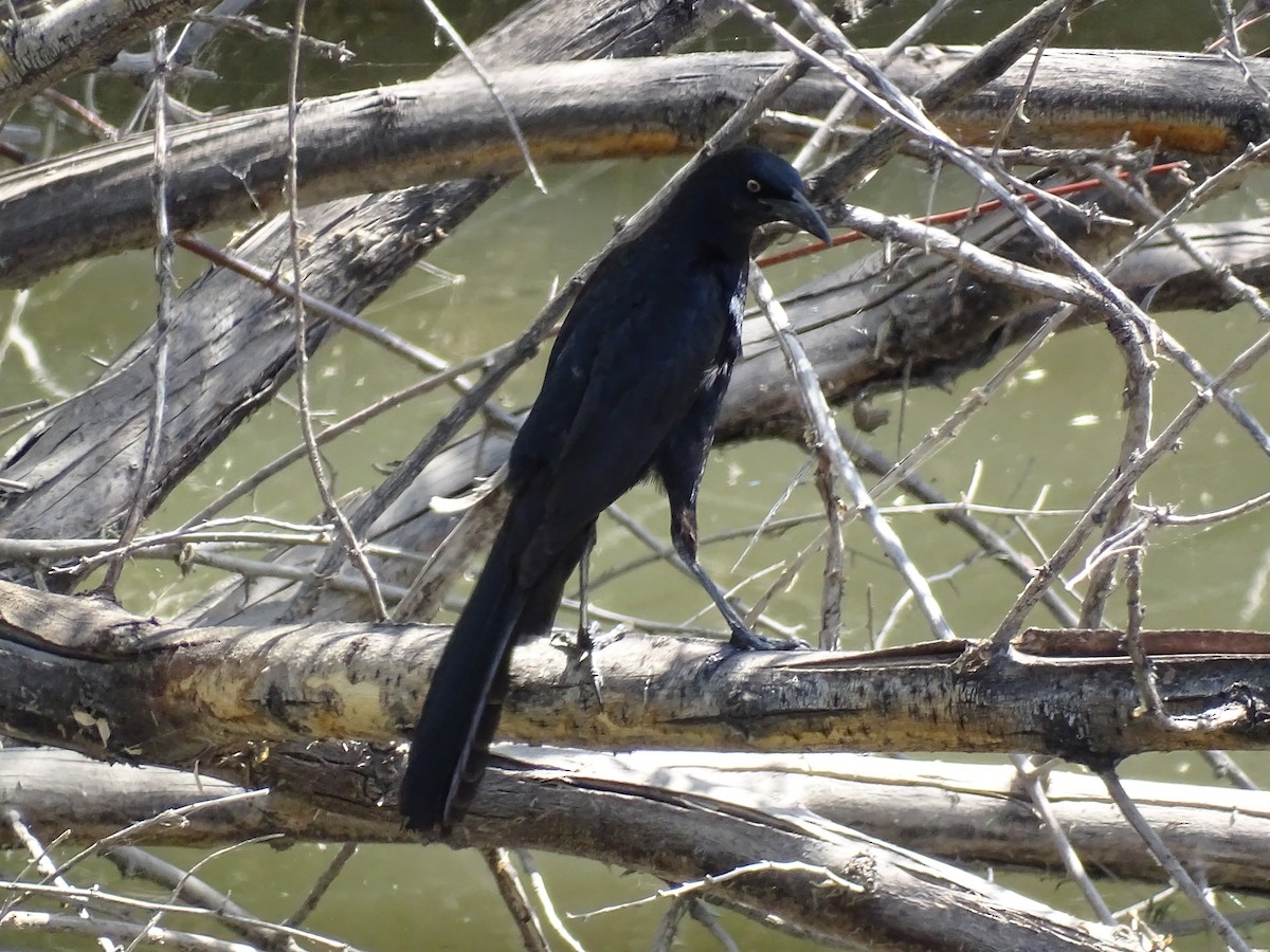 Great-tailed Grackle - ML635968231