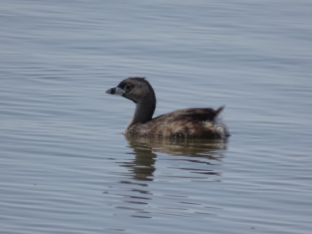 Pied-billed Grebe - ML635968257