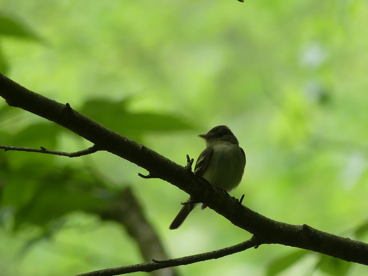 Acadian Flycatcher - ML635968263