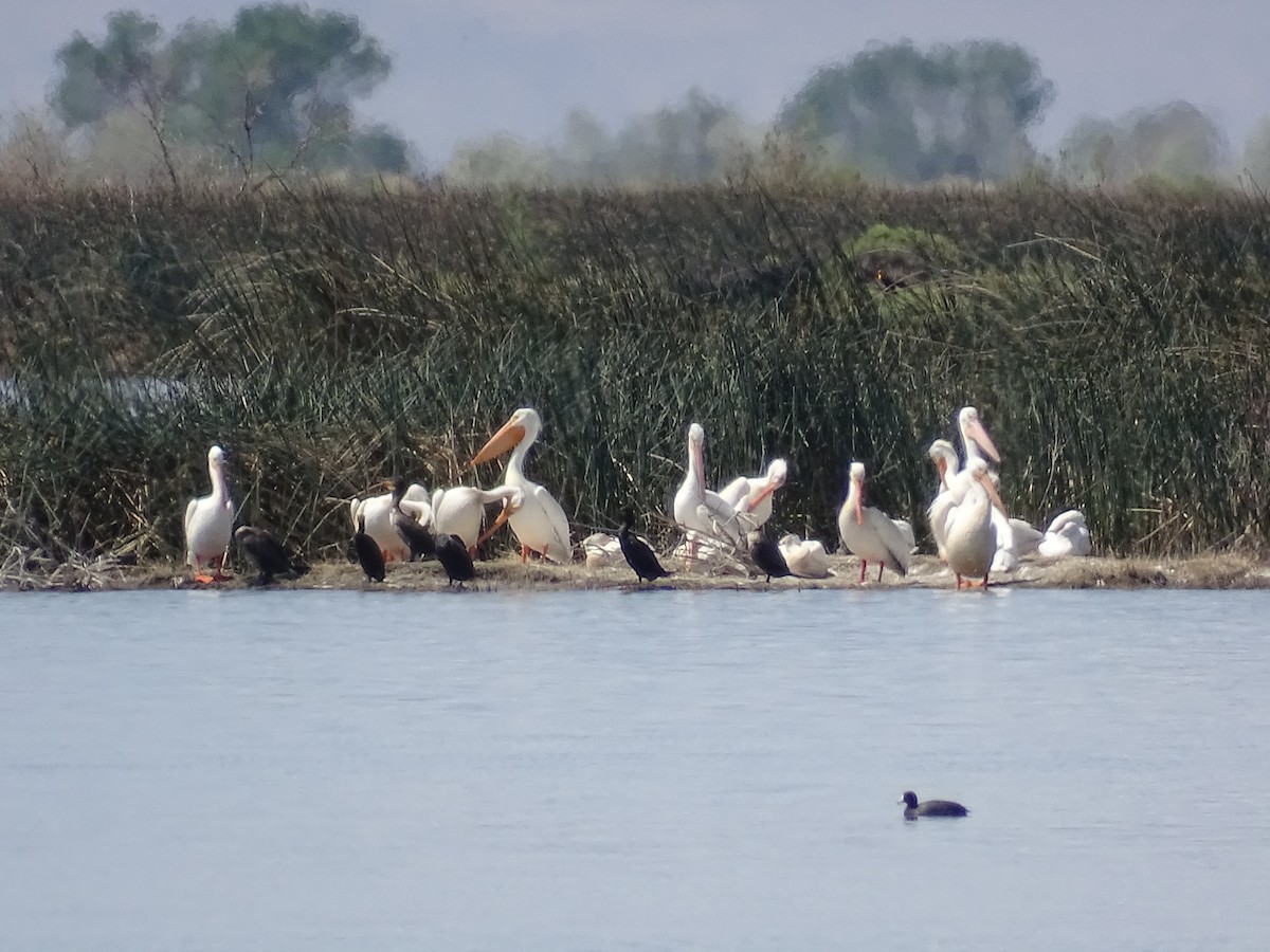 American White Pelican - ML635968273