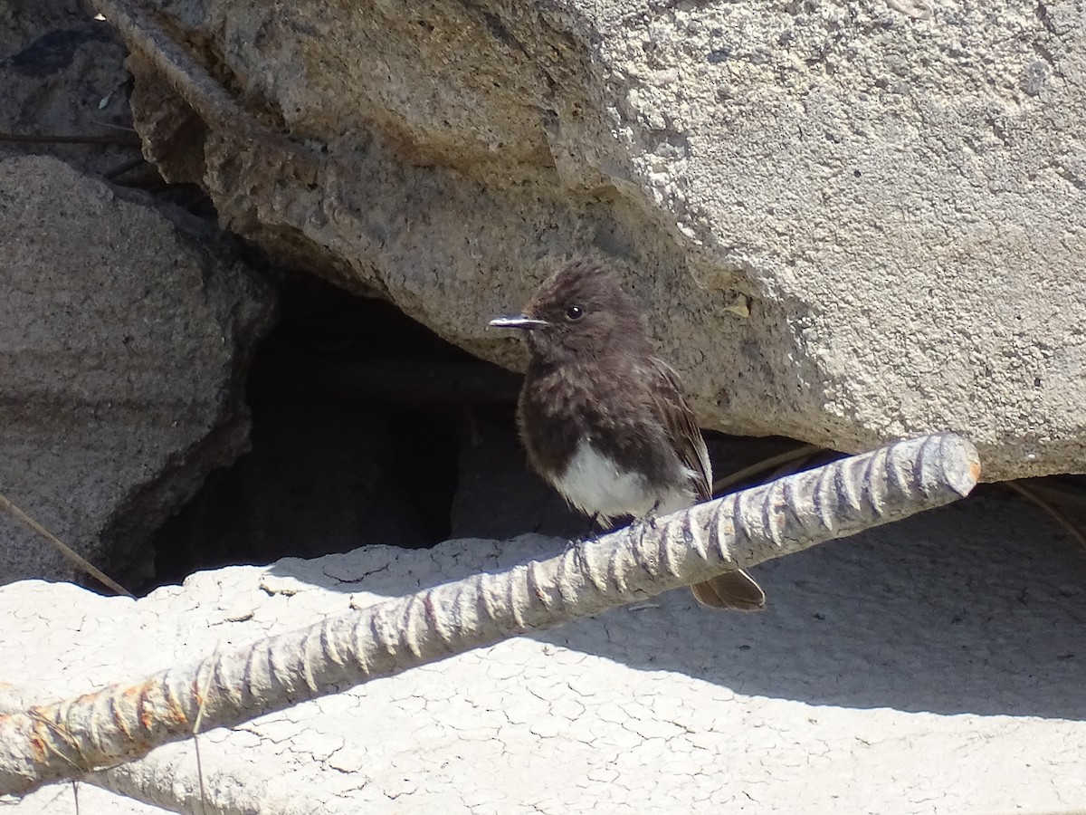 Black Phoebe - ML635968313