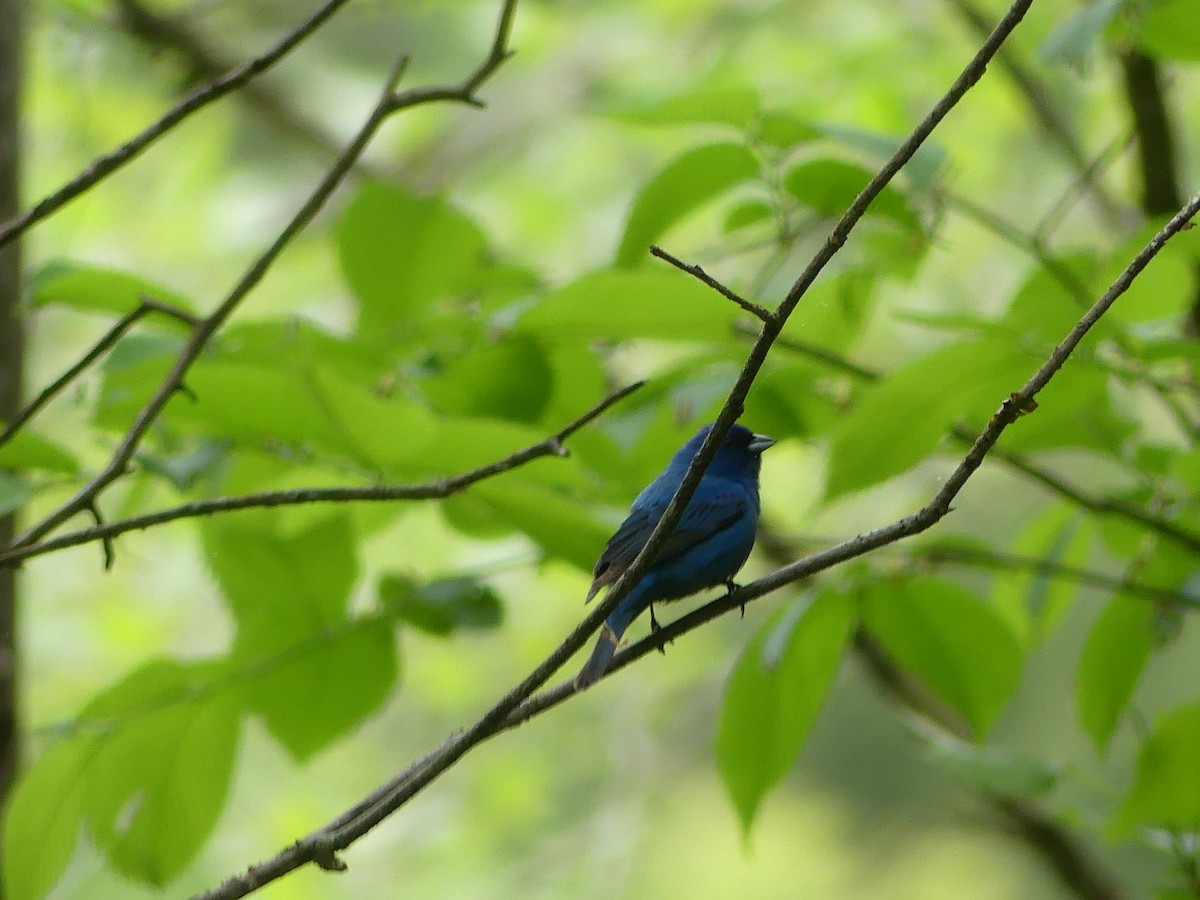 Indigo Bunting - ML635968314