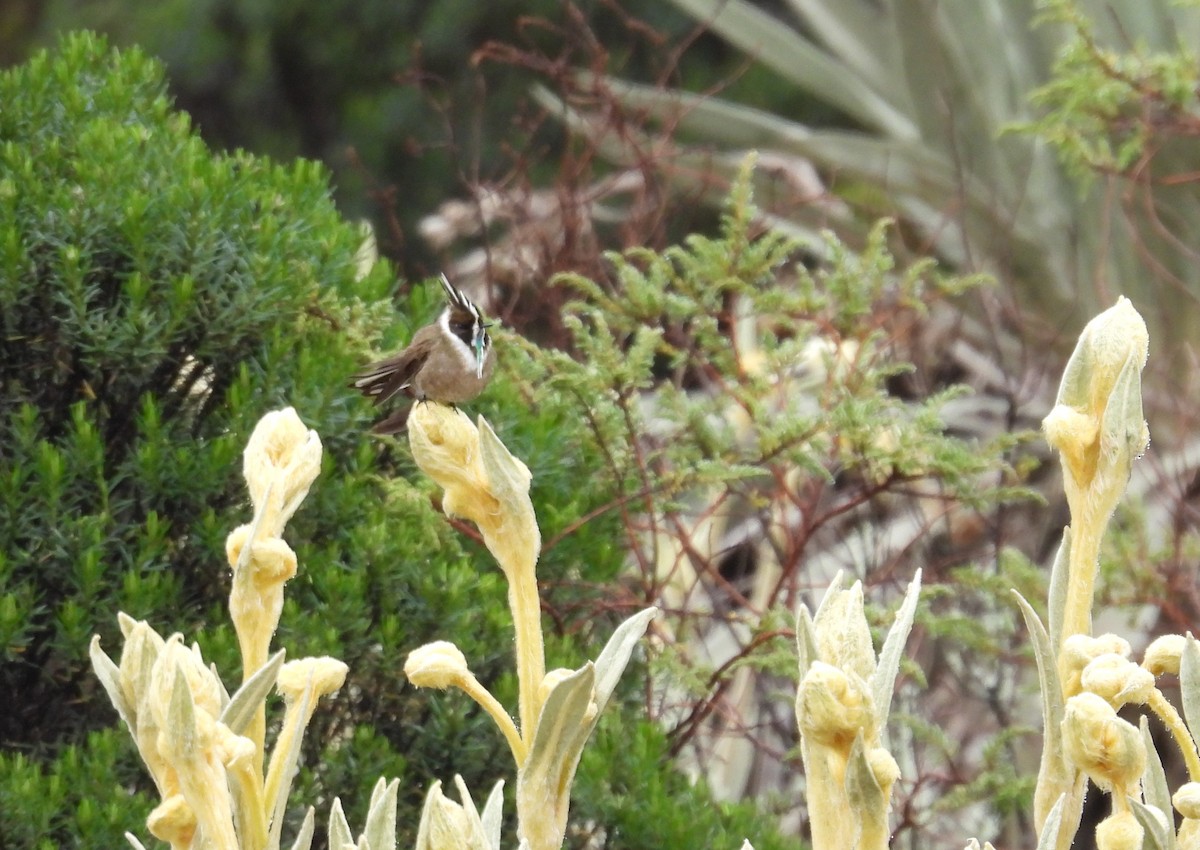 Green-bearded Helmetcrest - ML635968322