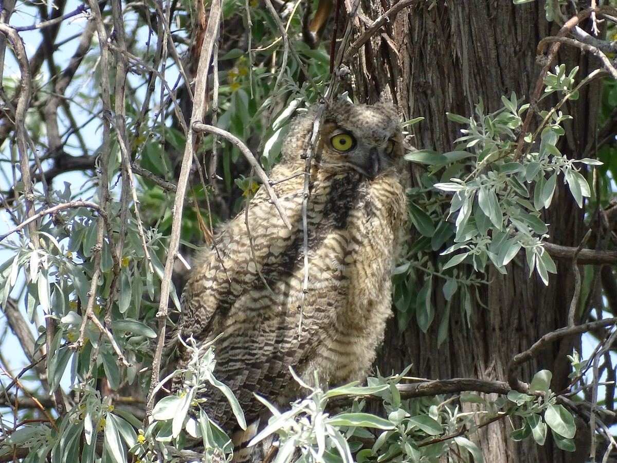 Great Horned Owl - ML635968344