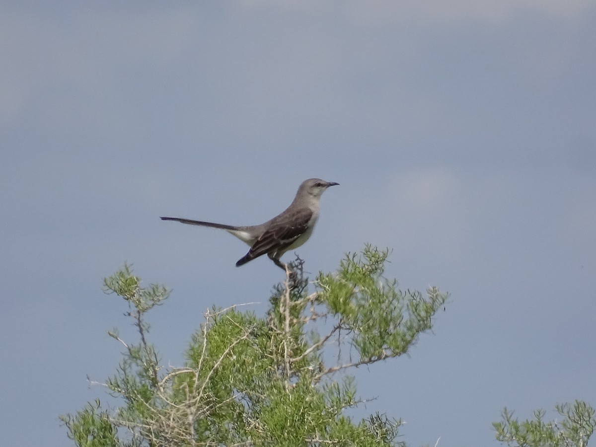 Northern Mockingbird - ML635968389