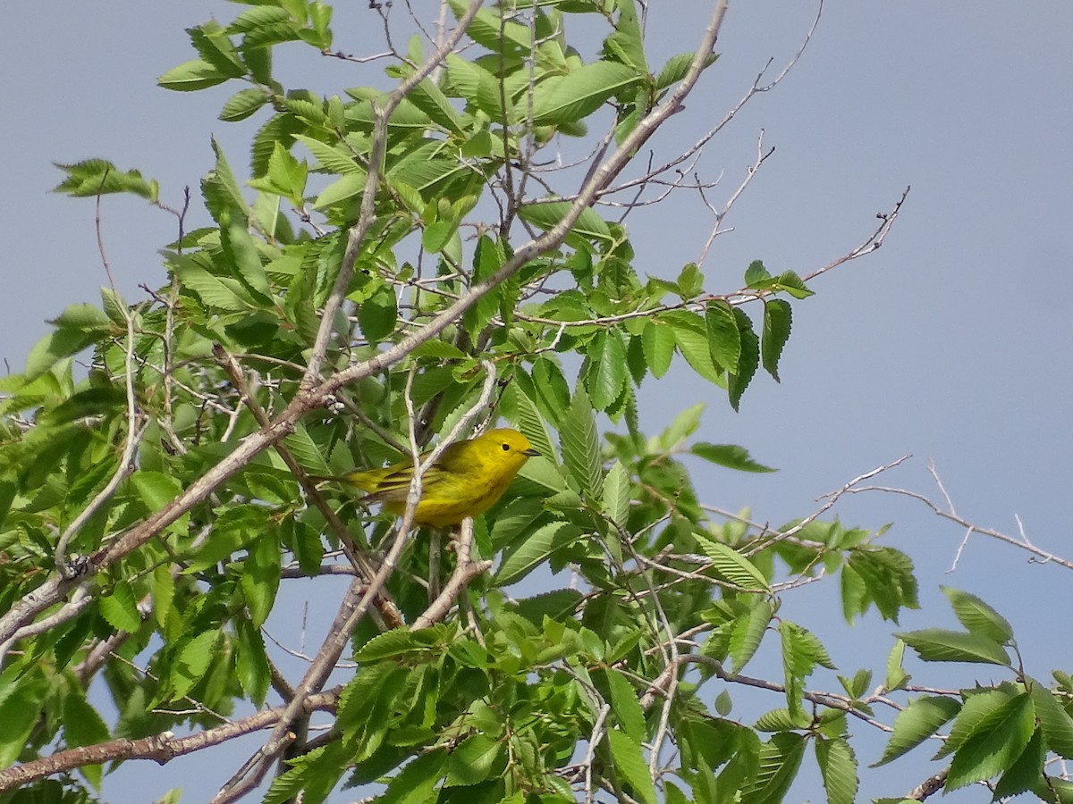 Northern Yellow Warbler - ML635968417