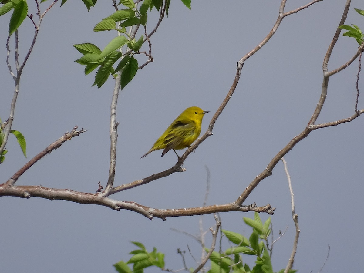 Northern Yellow Warbler - ML635968429