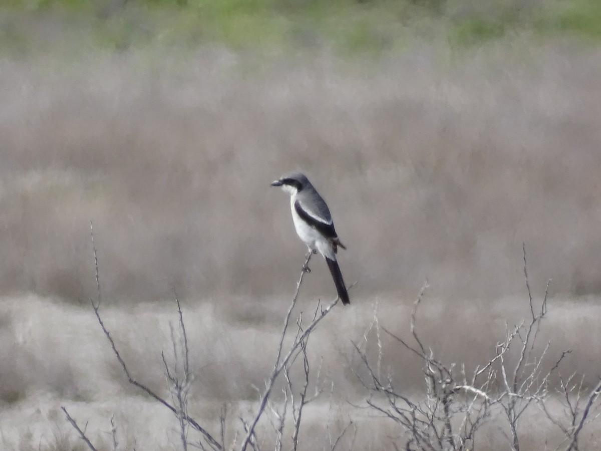 Loggerhead Shrike - ML635968438
