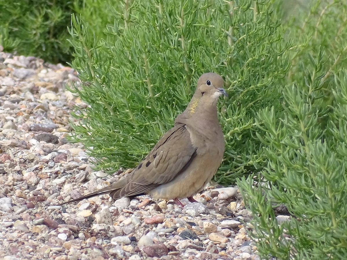 Mourning Dove - ML635968449