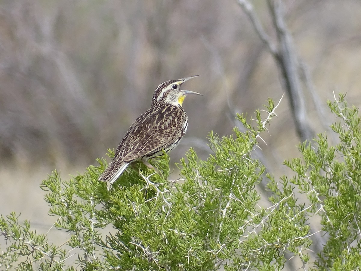 Western Meadowlark - ML635968458