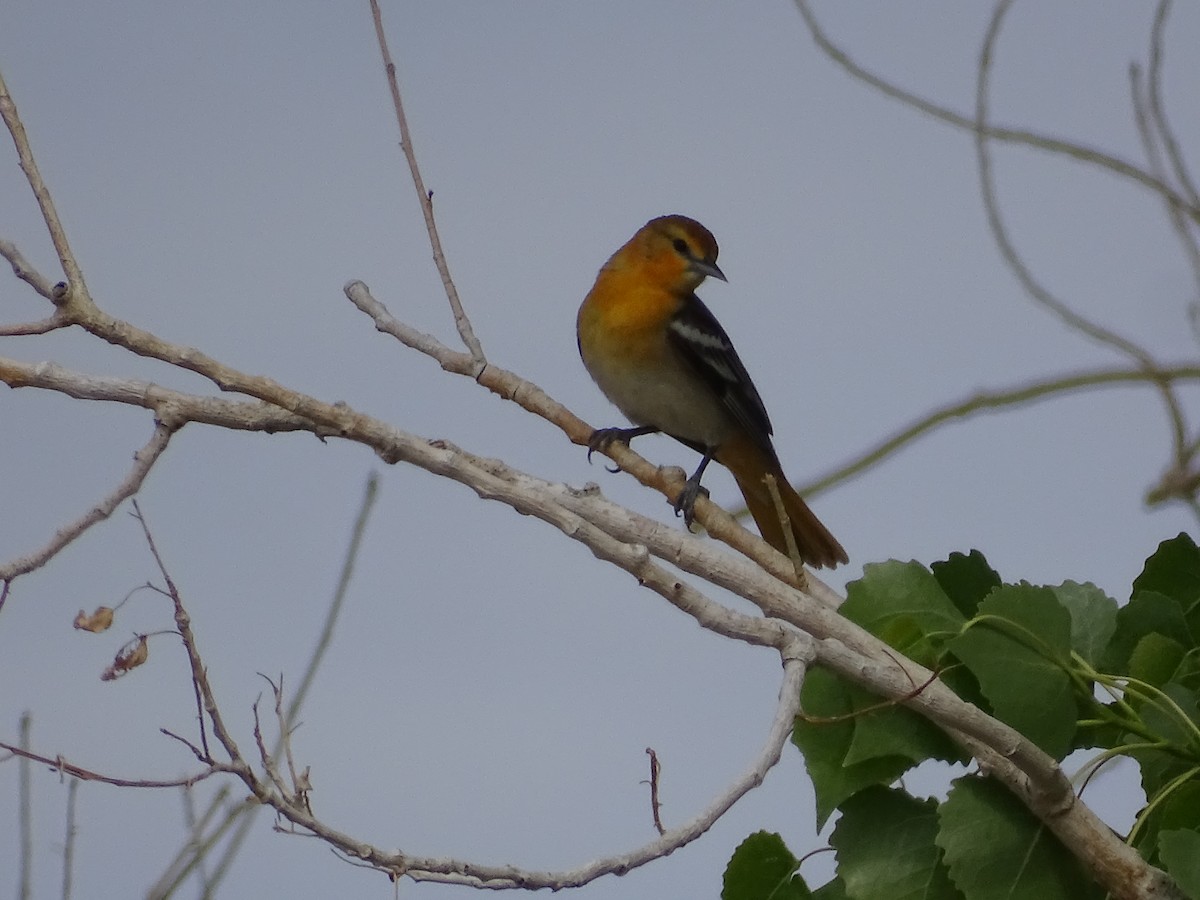 Bullock's Oriole - ML635968479