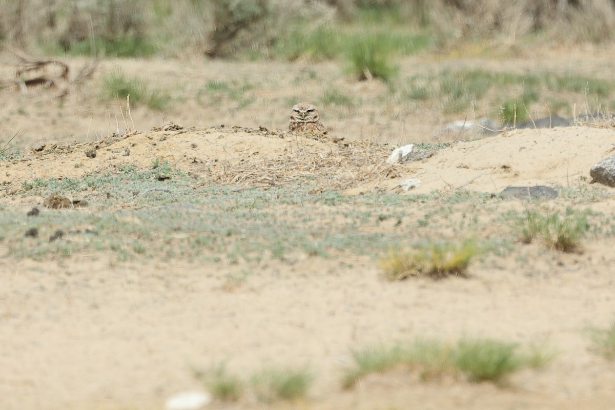 Burrowing Owl - ML635968494