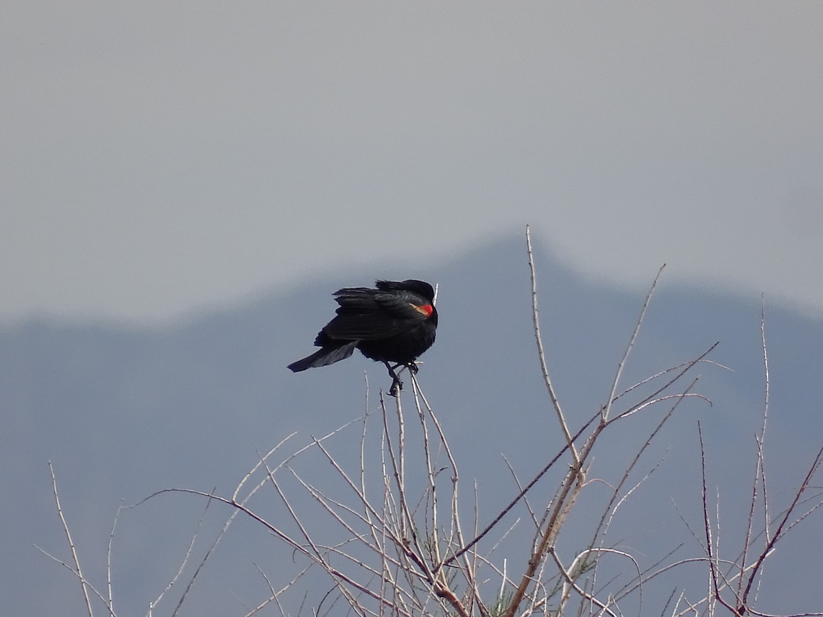 Red-winged Blackbird - ML635968610