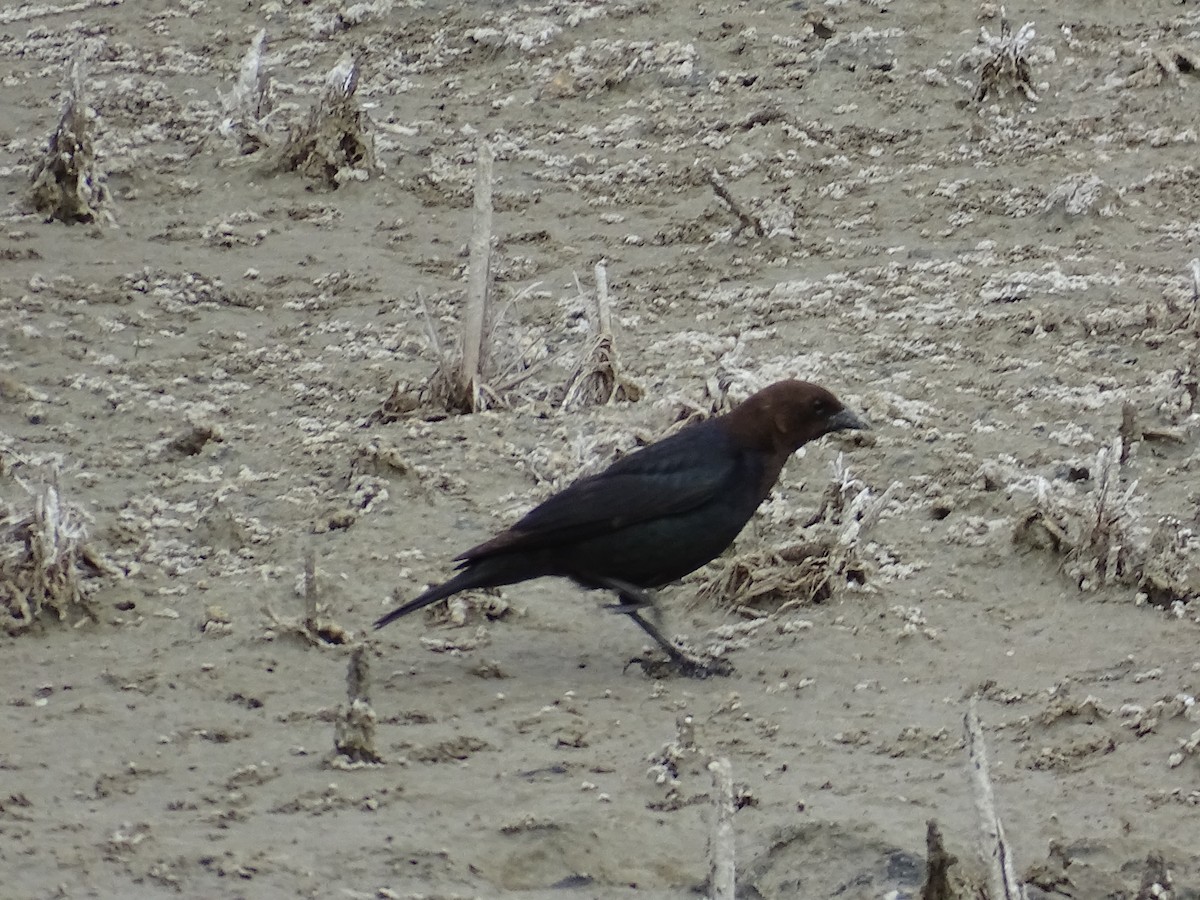Brown-headed Cowbird - ML635968637