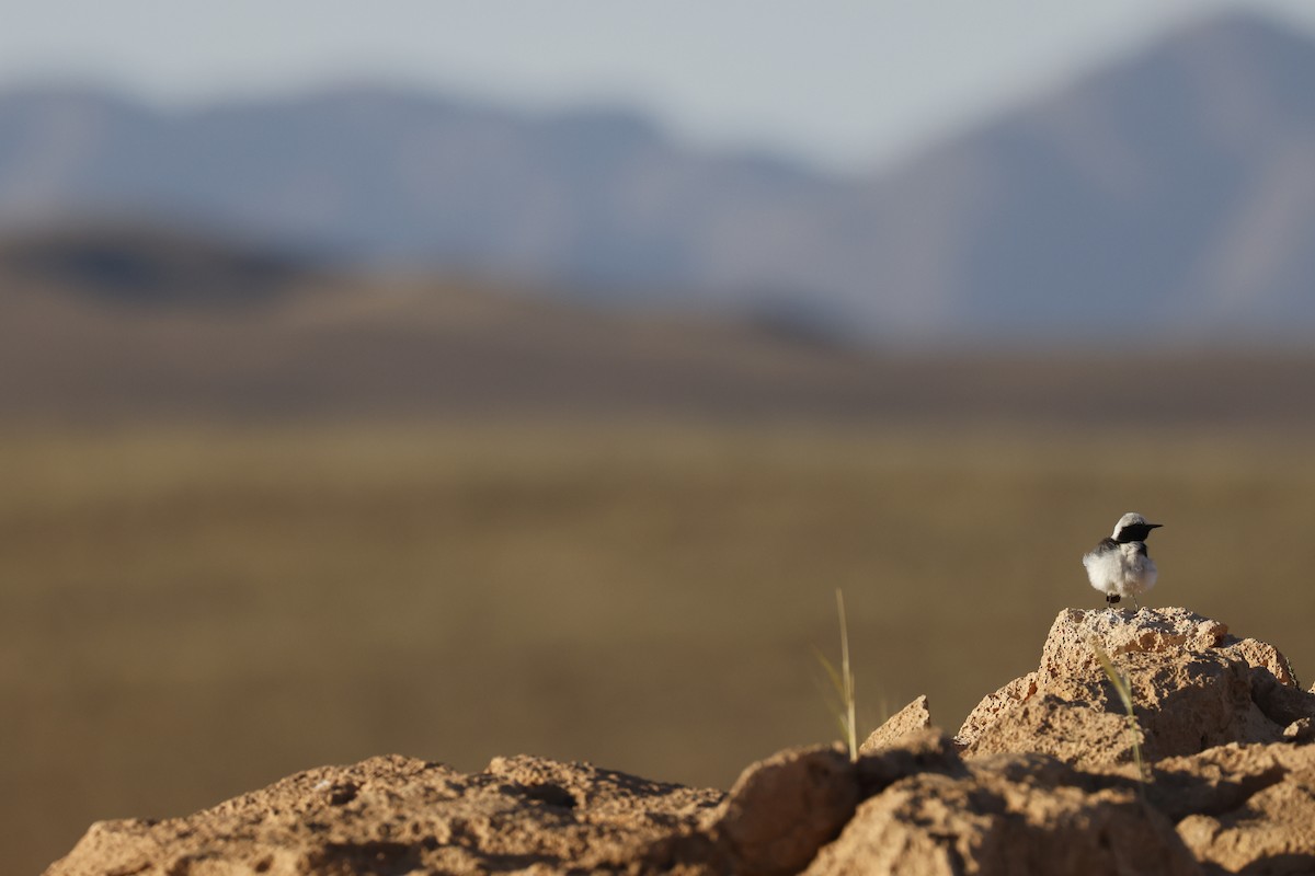 Mourning Wheatear (Maghreb) - ML635968645