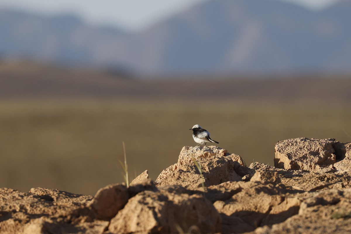 Mourning Wheatear (Maghreb) - ML635968658