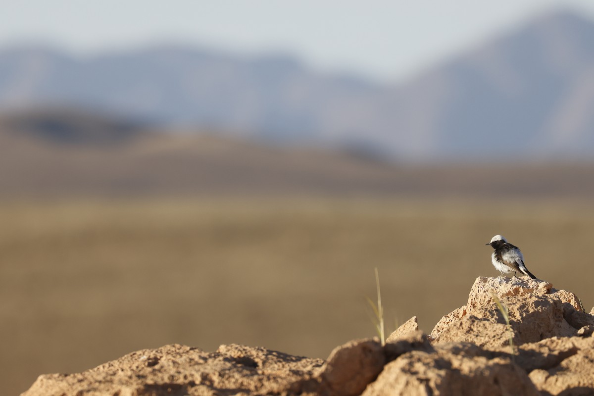 Mourning Wheatear (Maghreb) - ML635968663
